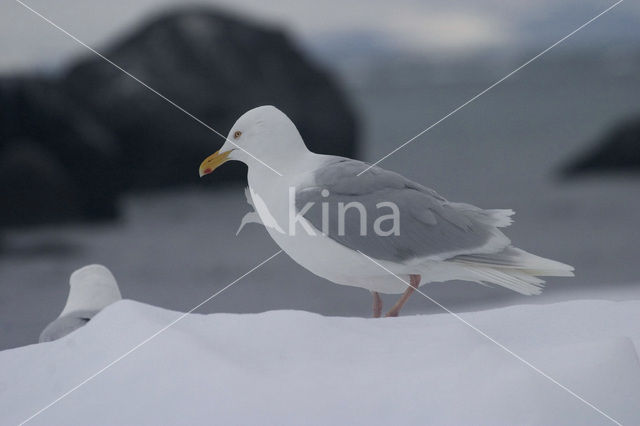 Glaucous Gull (Larus hyperboreus)