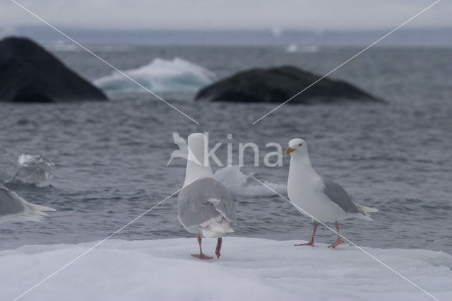 Glaucous Gull (Larus hyperboreus)