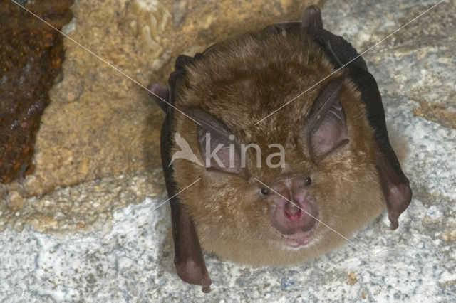 Greater Horseshoe Bat (Rhinolophus ferrumequinum)