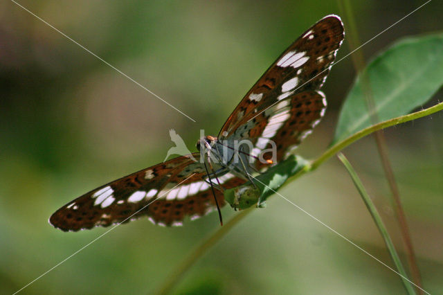 Grote ijsvogelvlinder (Limenitis populi)