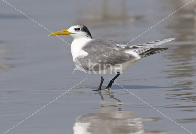 Swift Tern