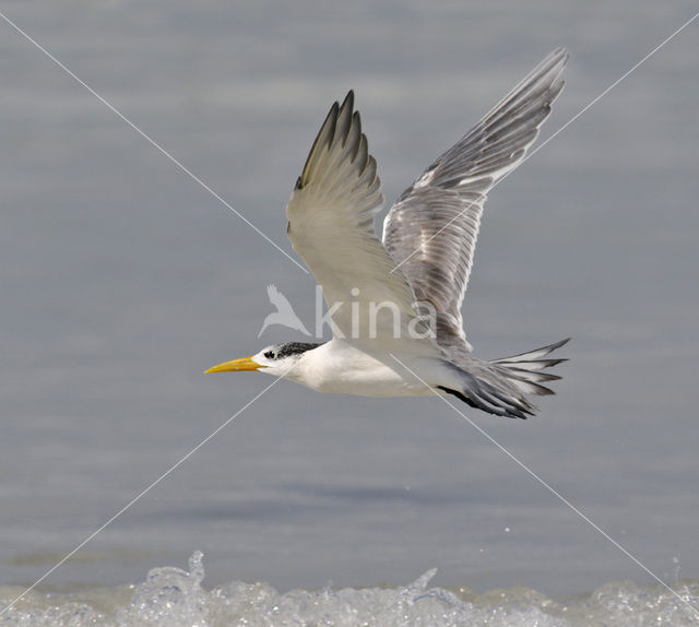 Swift Tern