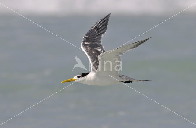 Swift Tern