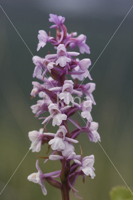 Fragant Orchid (Gymnadenia conopsea)