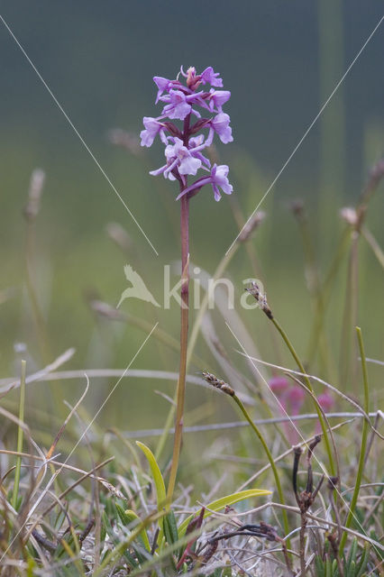 Fragant Orchid (Gymnadenia conopsea)