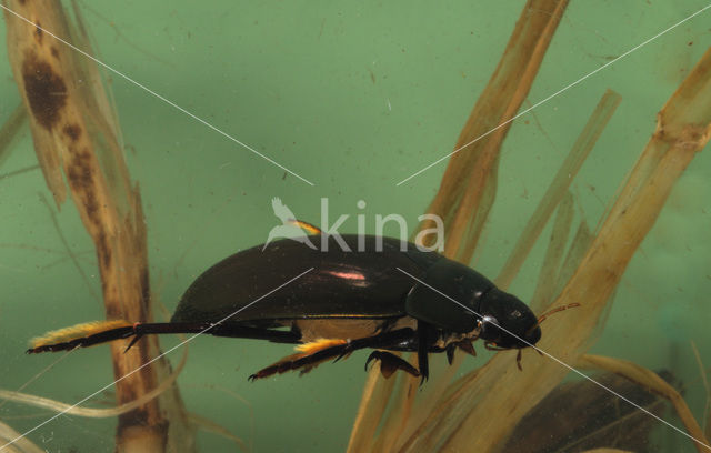 Great Silver Water Beetle (Hydrophilus piceus)