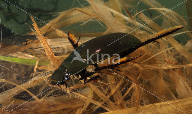 Grote spinnende watertor (Hydrophilus piceus)