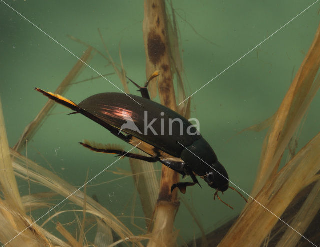 Grote spinnende watertor (Hydrophilus piceus)