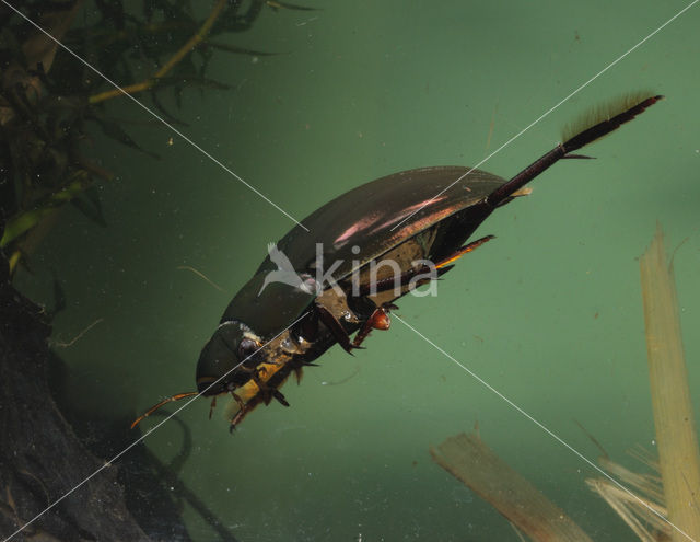 Grote spinnende watertor (Hydrophilus piceus)