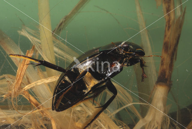 Great Silver Water Beetle (Hydrophilus piceus)