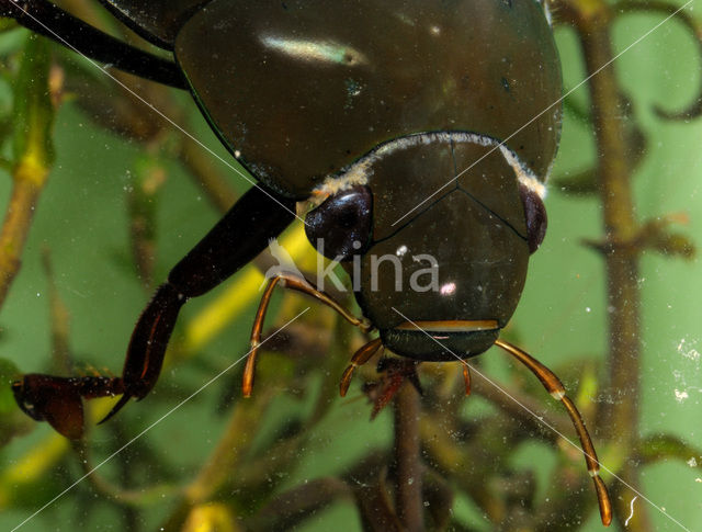 Grote spinnende watertor (Hydrophilus piceus)