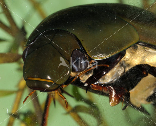 Grote spinnende watertor (Hydrophilus piceus)