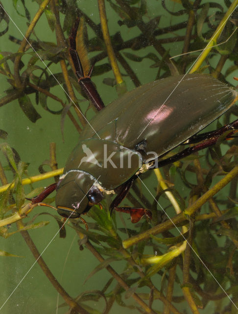 Grote spinnende watertor (Hydrophilus piceus)