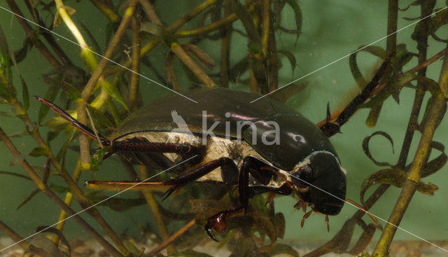 Grote spinnende watertor (Hydrophilus piceus)