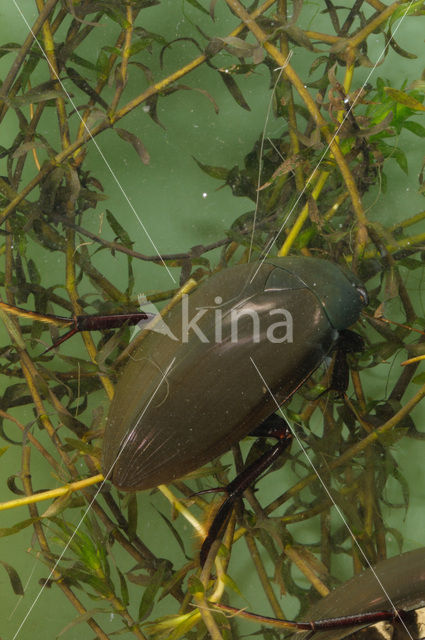 Great Silver Water Beetle (Hydrophilus piceus)