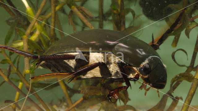 Great Silver Water Beetle (Hydrophilus piceus)