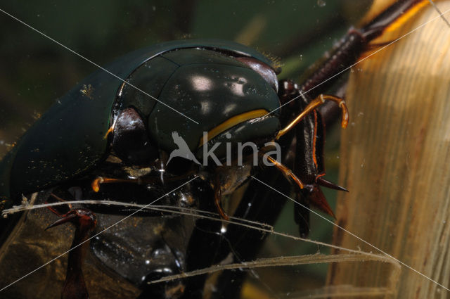 Grote spinnende watertor (Hydrophilus piceus)