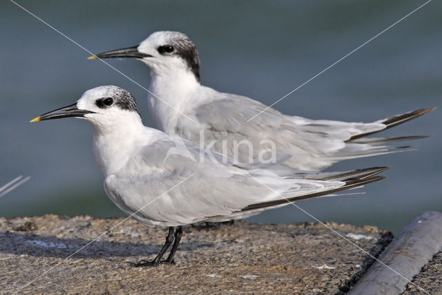 Sandwich Tern (Sterna sandvicensis)