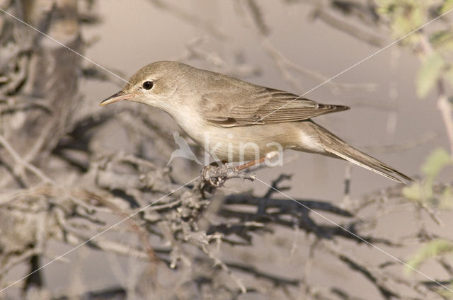 Grote Vale Spotvogel (Hippolais languida)