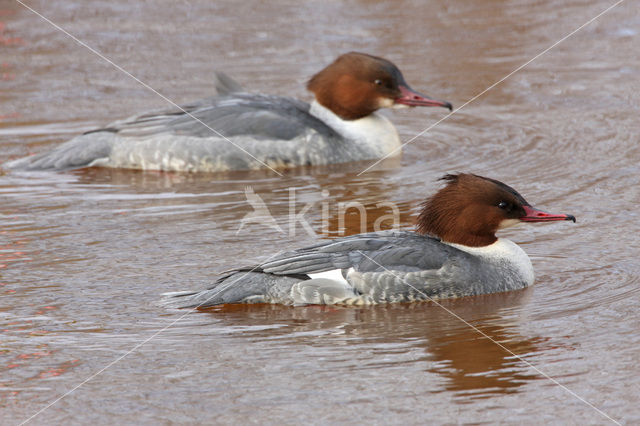 Grote Zaagbek (Mergus merganser)