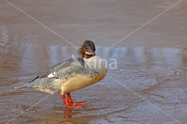 Grote Zaagbek (Mergus merganser)