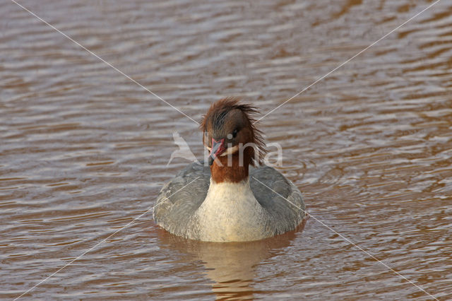 Grote Zaagbek (Mergus merganser)