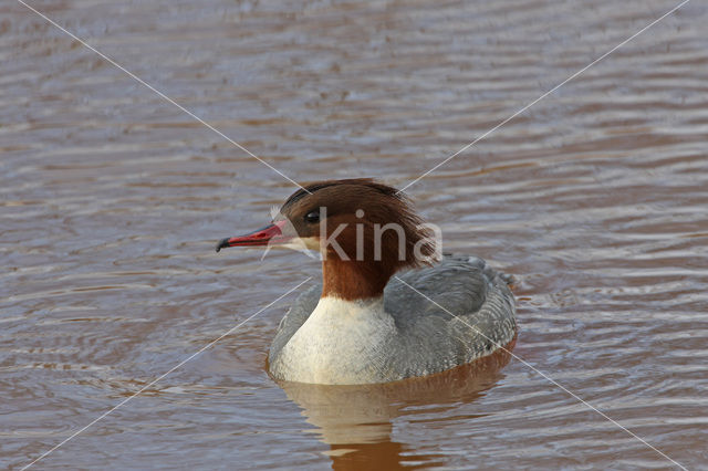 Grote Zaagbek (Mergus merganser)