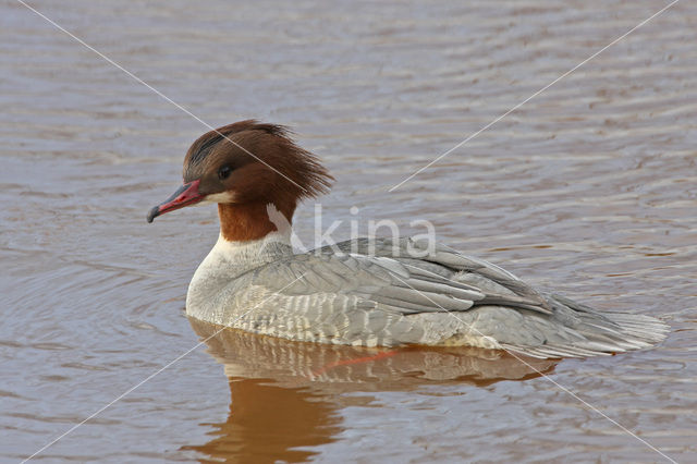 Goosander (Mergus merganser)