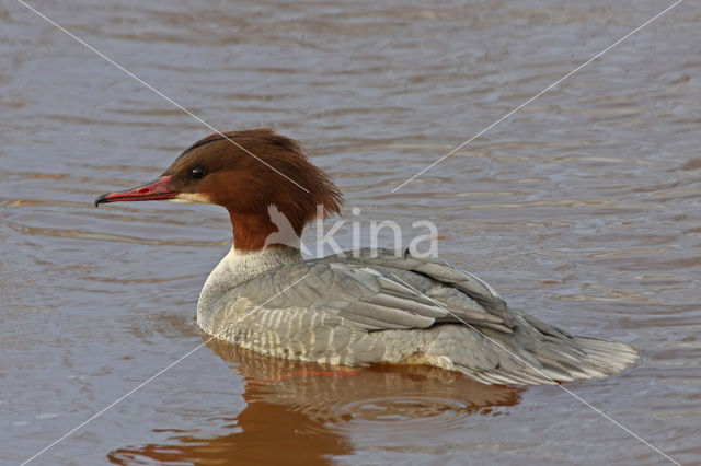 Goosander (Mergus merganser)