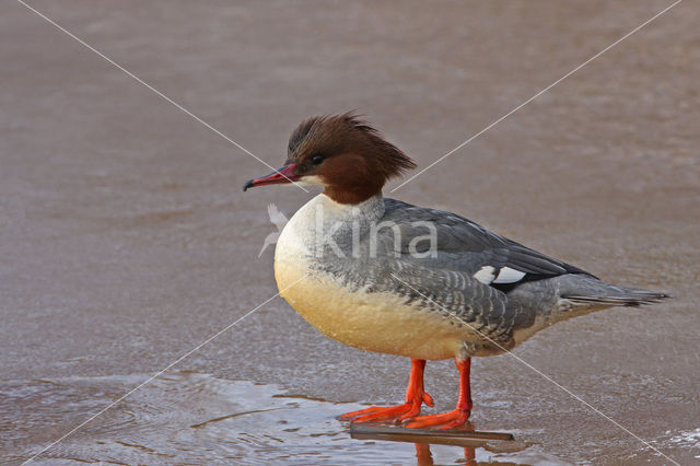 Grote Zaagbek (Mergus merganser)