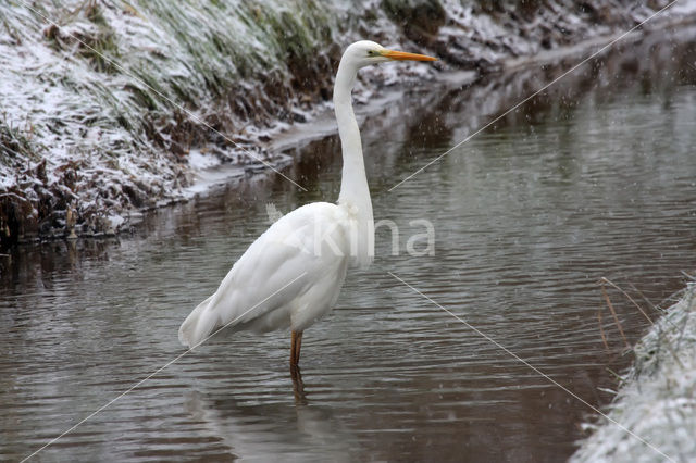 Great Heron (Ardea alba)