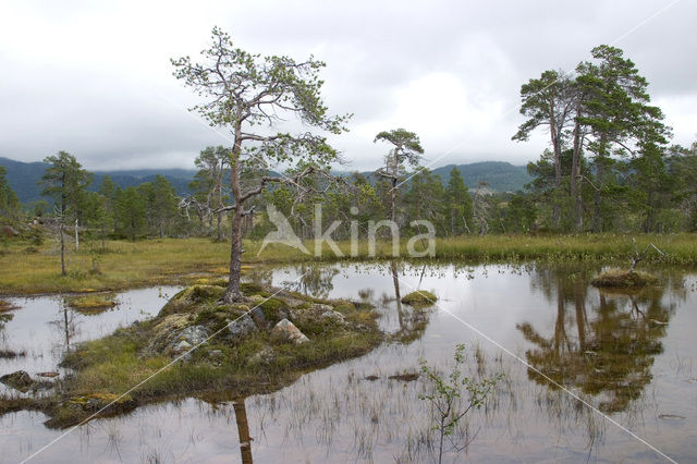 Grove den (Pinus sylvestris)