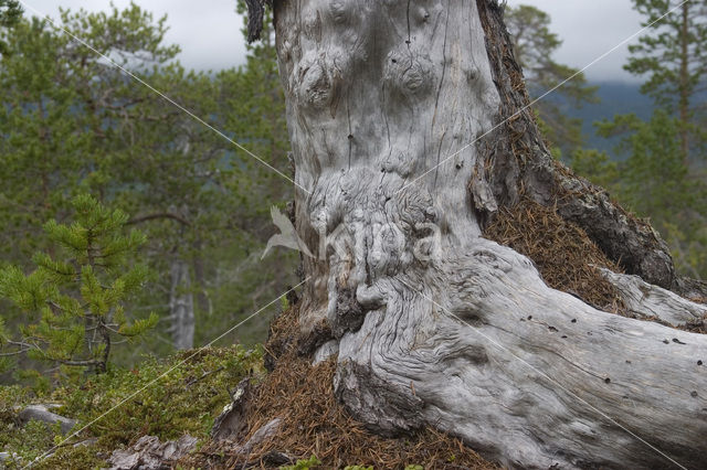 Grove den (Pinus sylvestris)