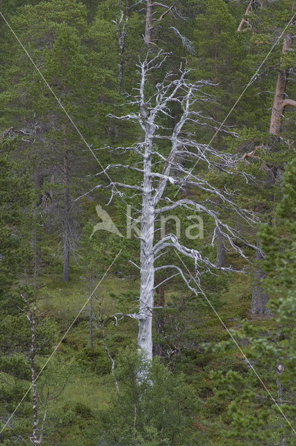 Scots Pine (Pinus sylvestris)