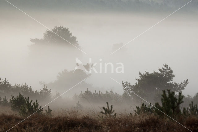 Grove den (Pinus sylvestris)