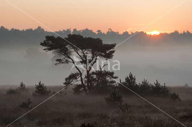 Scots Pine (Pinus sylvestris)