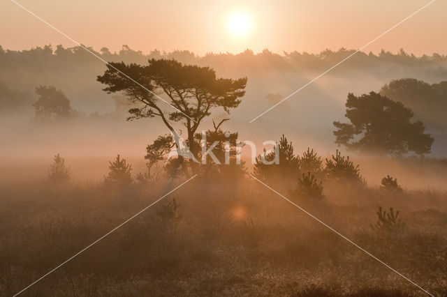 Scots Pine (Pinus sylvestris)