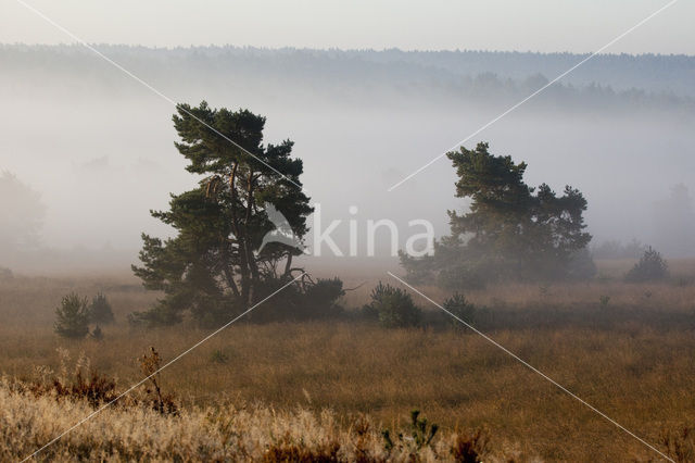 Scots Pine (Pinus sylvestris)