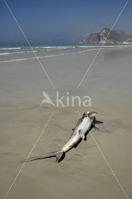 Shark