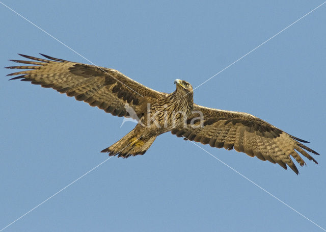 Bonelli’s Eagle (Hieraeetus fasciatus)