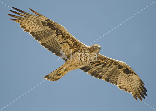 Bonelli’s Eagle (Hieraeetus fasciatus)