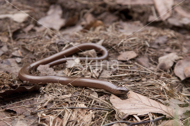 Hazelworm (Anguis fragilis)