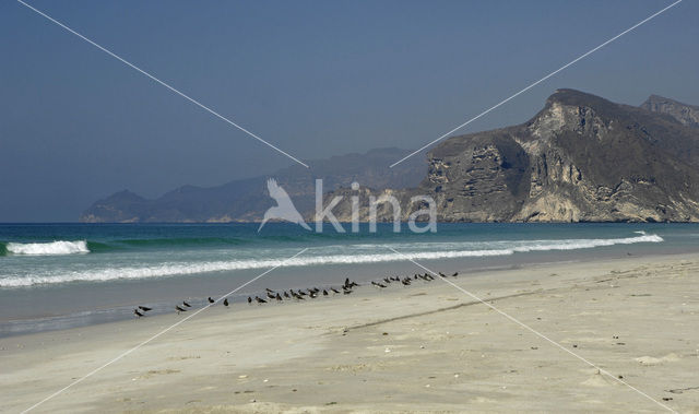 Sooty Gull (Larus hemprichii)