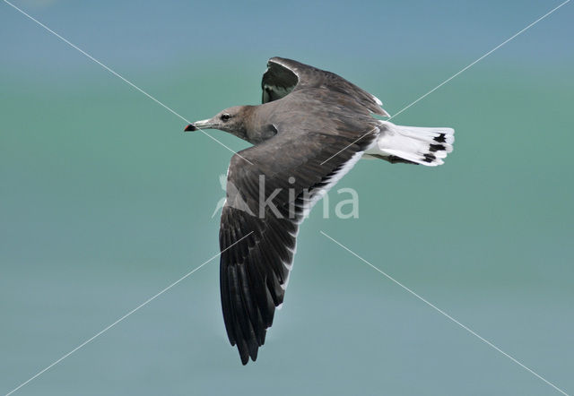 Sooty Gull (Larus hemprichii)