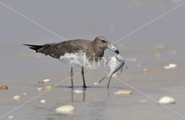 Sooty Gull (Larus hemprichii)