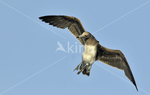 Sooty Gull (Larus hemprichii)