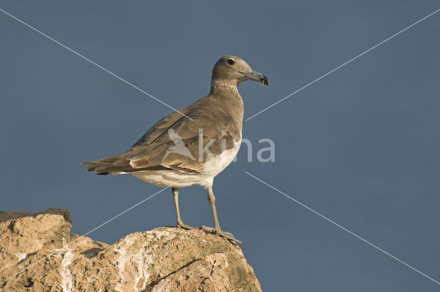 Sooty Gull (Larus hemprichii)