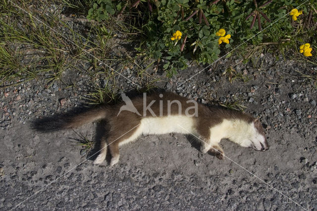 Stoat (Mustela erminea)