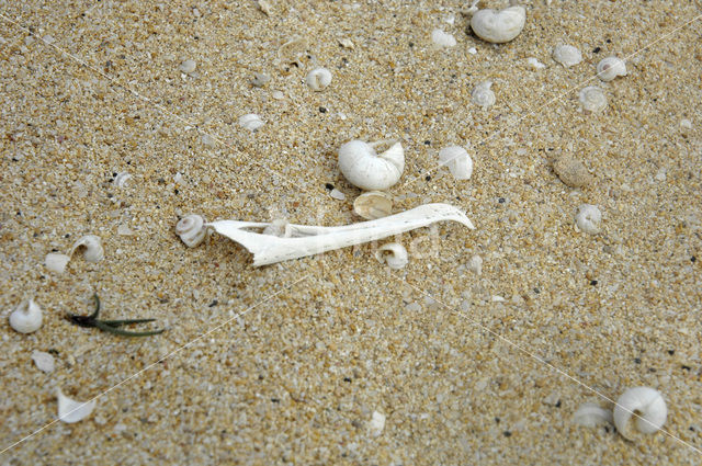 Hole’s Shearwater (Puffinus holei)