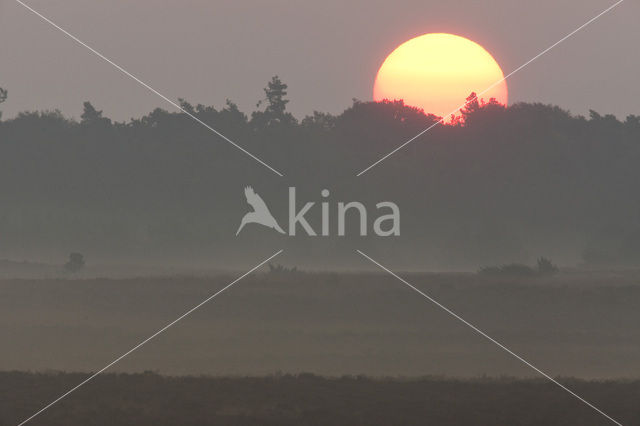 Hoog Buurlose Heide